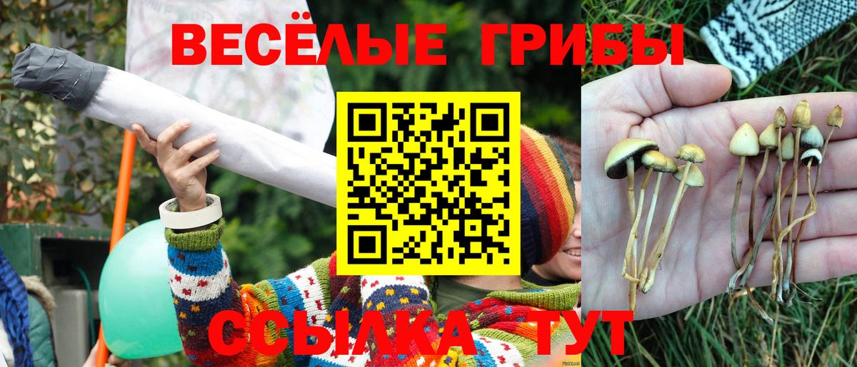 Галлюциногенные грибы Psilocybe Красноуфимск